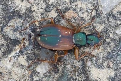 <i>Anchomenus dorsalis</i>