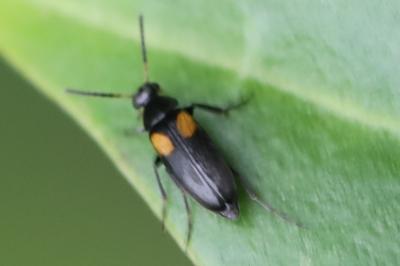 <i>Anaspis fasciata</i>