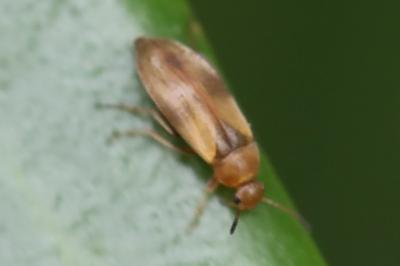 <i>Anaspis maculata</i>