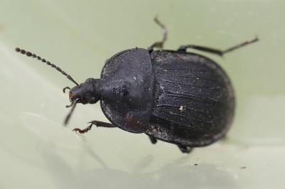 Petit Silphe noir