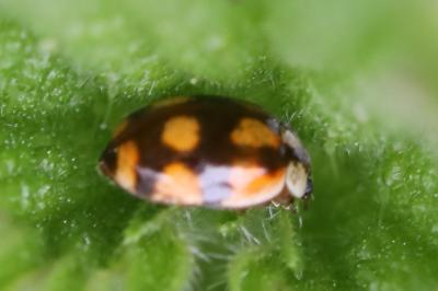 <i>Adalia decempunctata</i>