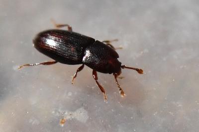 <i>Cerylon histeroides</i>