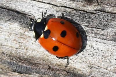 <i>Coccinella septempunctata</i>