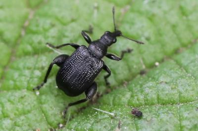 <i>Deporaus betulae</i>