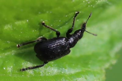 <i>Deporaus betulae</i>