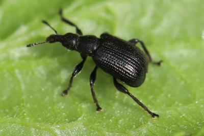 <i>Deporaus betulae</i>