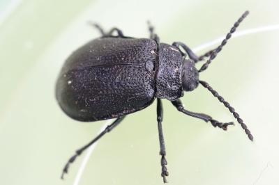 Galeruca luctuosa