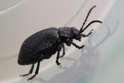 <i>Galeruca luctuosa</i>