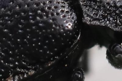 <i>Galeruca luctuosa</i>