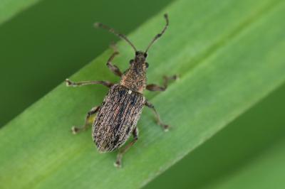 <i>Phyllobius pyri</i>
