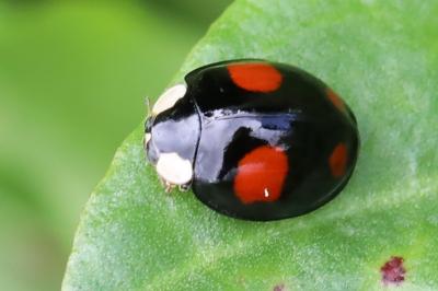 <i>Harmonia axyridis</i>