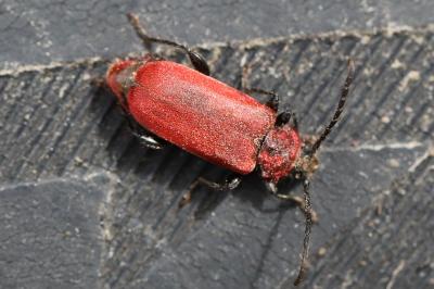 <i>Pyrrhidium sanguineum</i>