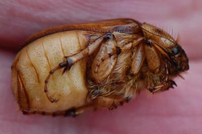 <i>Rhizotrogus aestivus</i>