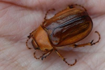<i>Rhizotrogus aestivus</i>