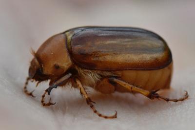 <i>Rhizotrogus aestivus</i>