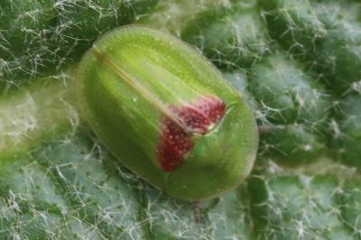 <i>Cassida</i>