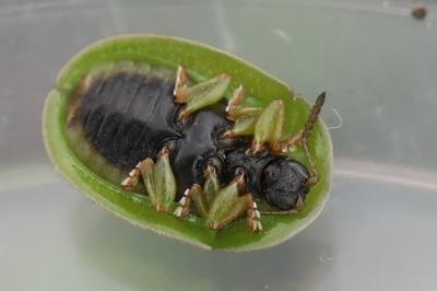 <i>Cassida</i>
