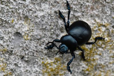 <i>Timarcha tenebricosa</i>