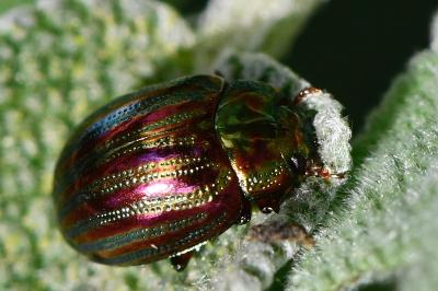 <i>Chrysolina americana</i>