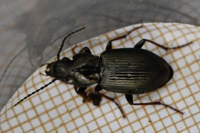 <i>Pterostichus oblongopunctatus</i>