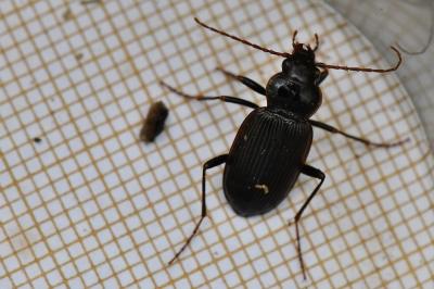 <i>Nebria salina</i>