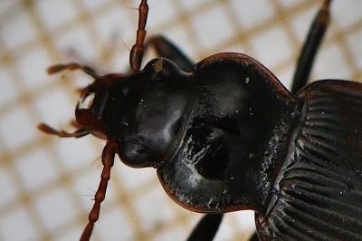 <i>Nebria salina</i>