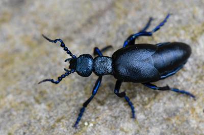 <i>Meloe proscarabaeus</i>