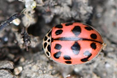 <i>Oenopia conglobata</i>