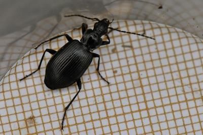 <i>Platynus assimilis</i>