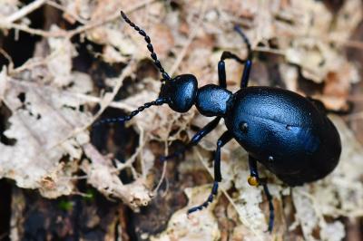 <i>Meloe violaceus</i>