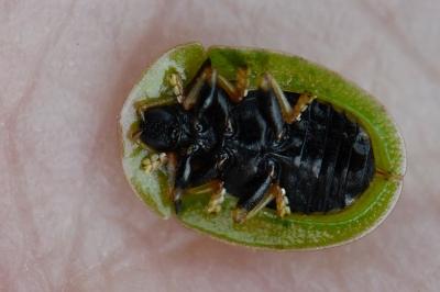 <i>Cassida rubiginosa</i>