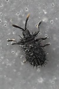 <i>Hispa atra</i>