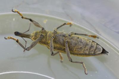 <i>Lixus iridis</i>