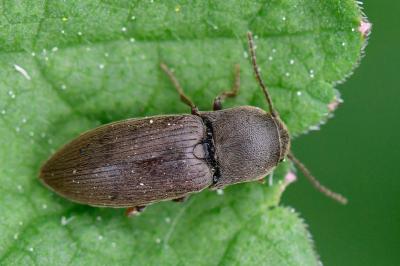 <i>Agriotes obscurus</i>