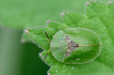 <i>Cassida rubiginosa</i>