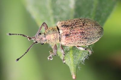 <i>Phyllobius pyri</i>