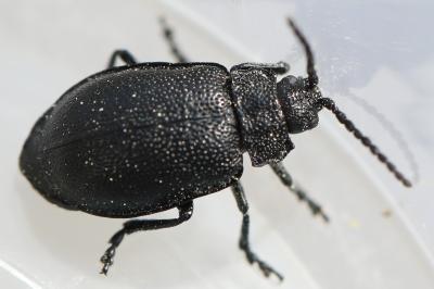 Galeruca luctuosa