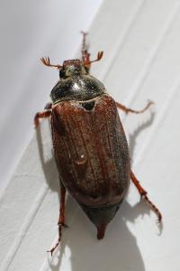 <i>Melolontha melolontha</i>