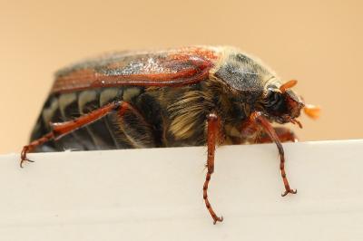 <i>Melolontha melolontha</i>