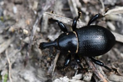 Liparus coronatus