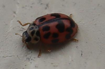 <i>Oenopia conglobata</i>