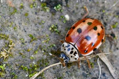 <i>Harmonia quadripunctata</i>