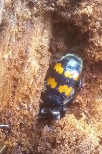 <i>Nicrophorus vespillo</i>
