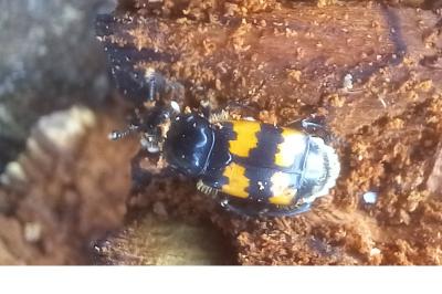 <i>Nicrophorus vespillo</i>