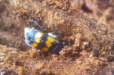 <i>Nicrophorus vespillo</i>