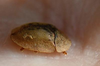 Cassida vibex