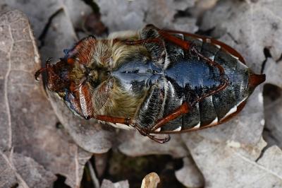 <i>Melolontha melolontha</i>