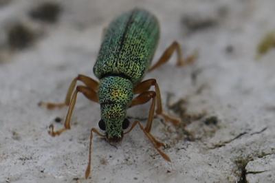 <i>Polydrusus impressifrons</i>