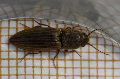 <i>Agriotes lineatus</i>