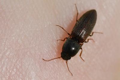 <i>Agriotes sputator</i>